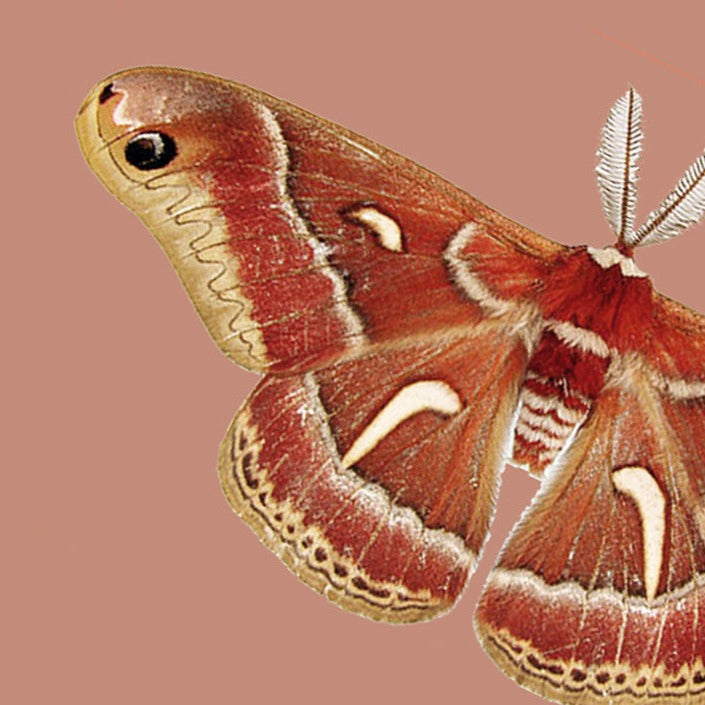 HYALOPHORA  moth on a rosy brown background.