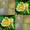Collage of Tulip poplar eyeshadow and blossoms.