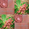Collage showing swatches of Firecracker blush and the photo of the plant.