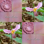 Collage of Wake Robin blush and the flower.