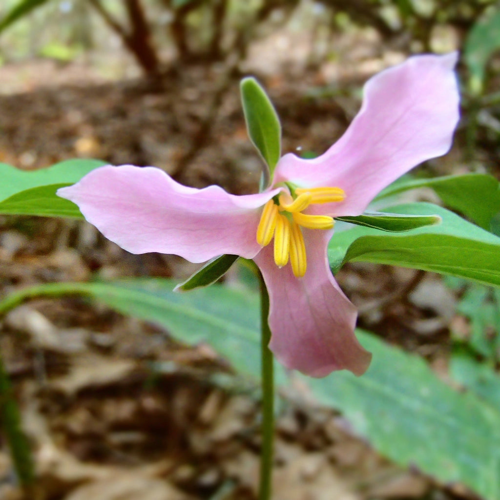 Pale pink wake robin flower blossoming in the spring forest.