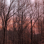 MAGIC HOUR - MULTIPURPOSE BLUSH (Cheek/Eye Safe)