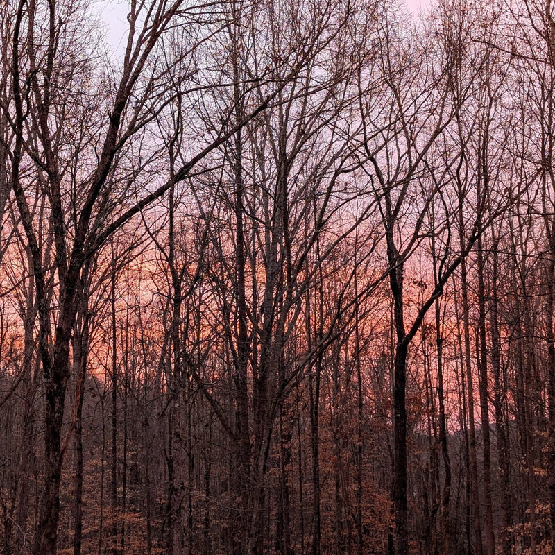 MAGIC HOUR - MULTIPURPOSE BLUSH (Cheek/Eye Safe)