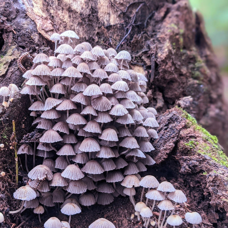 Cluster of Fairy Inkcap mushrooms at the base of a tree.