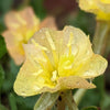 Yellow evening primrose flower with morning dew.