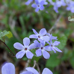 Wild Blue Phlox blossoms in the spring woodlands.
