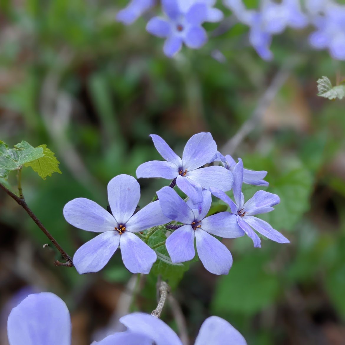 Wild blue clearance phlox