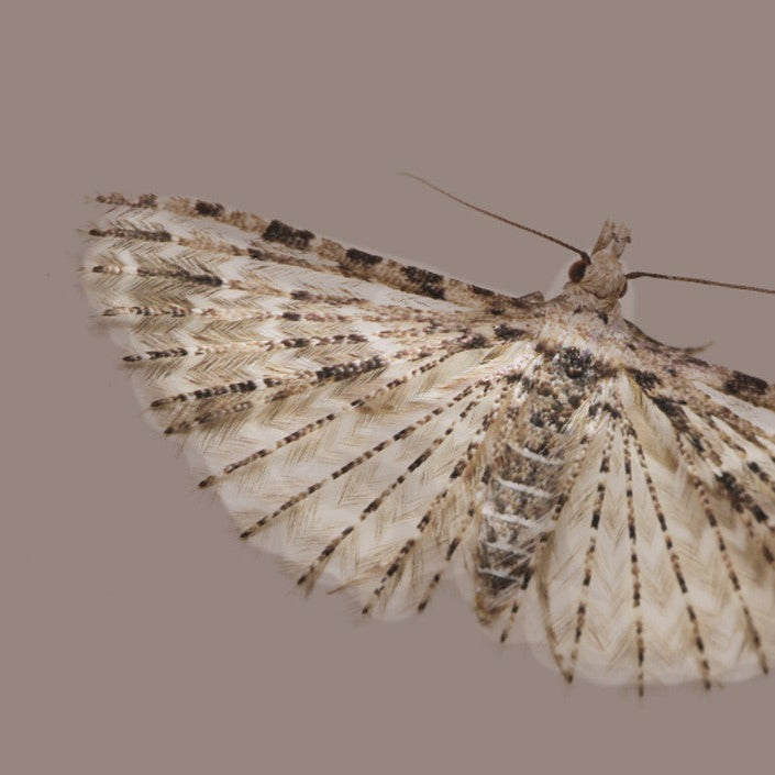 Image shows skin swatches of this product next to a monochrome image of a moth sharing the same coloring, which the shade is named after.