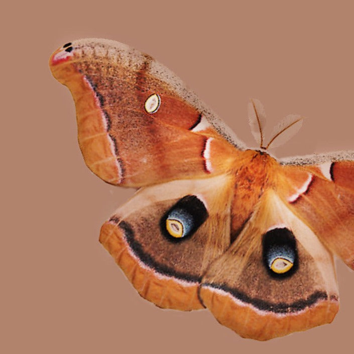 Antheraea collage shown next to an image of the colorful brown and black moth it's named after. This image appears on full size jar tops.