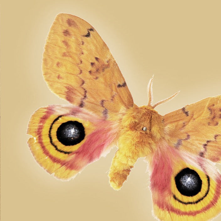 Color image of the Automeris io moth on a cream background.