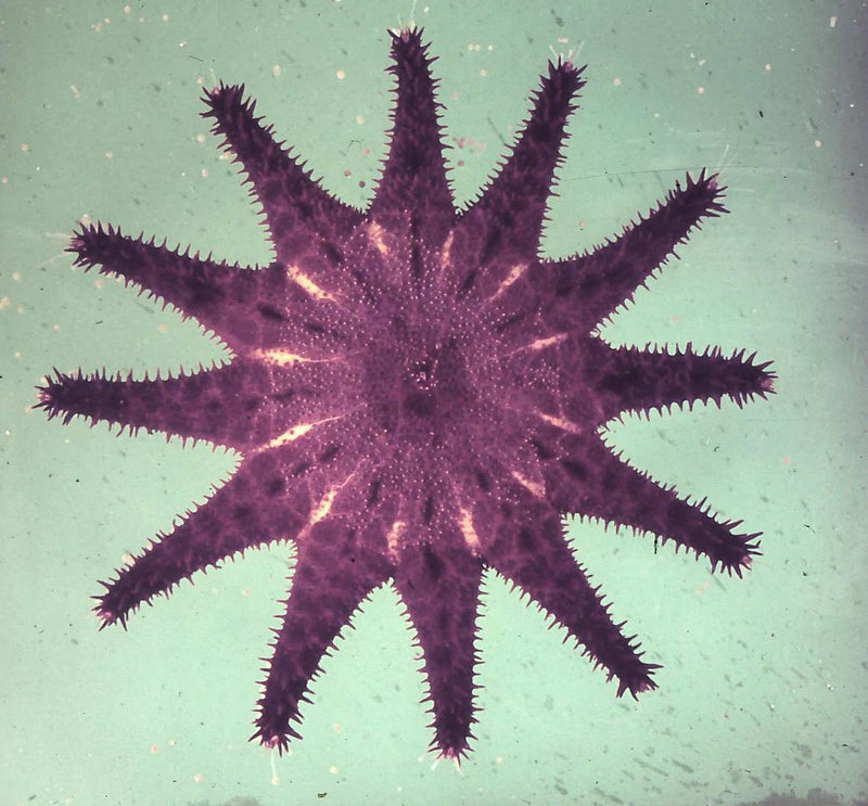 Image shows a spiny purple starfish, which this lip color is named after.