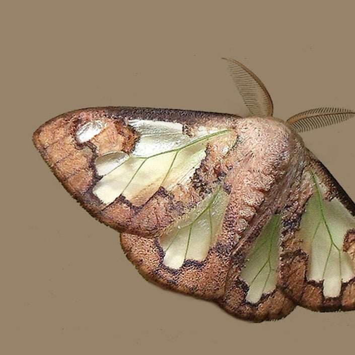 Carriola moth on a brown background.