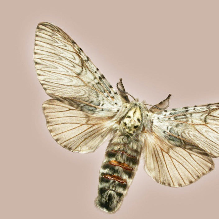 Image of the cerura moth on a taupe background,
