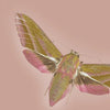 Deilephila moth on a buff pink background,