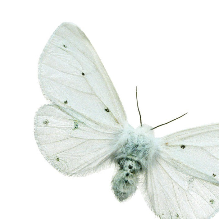 Diaphora moth on a white background.