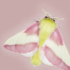 dryocampa moth on a pink background,
