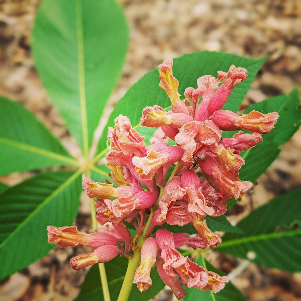 FIRECRACKER PLANT - Soft Lustre Blush - Aromaleigh Cosmetics/Swan Song Provisions LLC