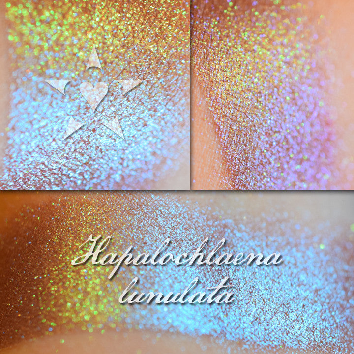 HAPALOCHLAENA - chromatic Eyeshadow