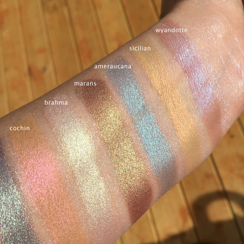 Eyeshadow skin swatches on the arm from the birds of a feather collection showing the special effects and shimmer of each color. Ameraucana is A pale/medium heathered grey blue with a strong teal/blue shift.