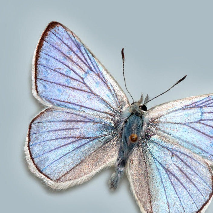 Lycaena moth on a blue gray background,.