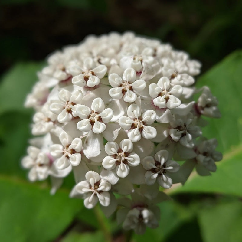 Milkweed blossom composed of many white florets with pink centers.