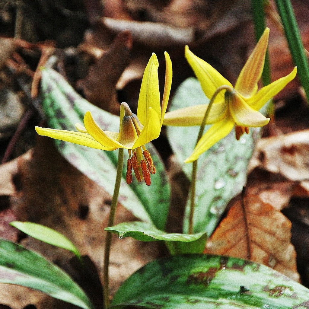 TROUT LILY - EYESHADOW