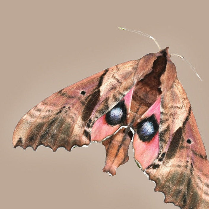 A paonias moth on a taupe background.