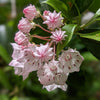 MOUNTAIN LAUREL - EYESHADOW