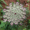 White Queen Anne Lace blossom tinged with dark pink and with a dark pink center.