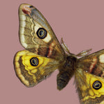 Saturnia moth on a cool brown background,