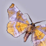 Selenia moth on a pale lilac background.