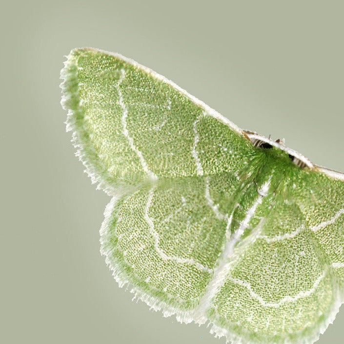 Synchlora moth and pale green background.