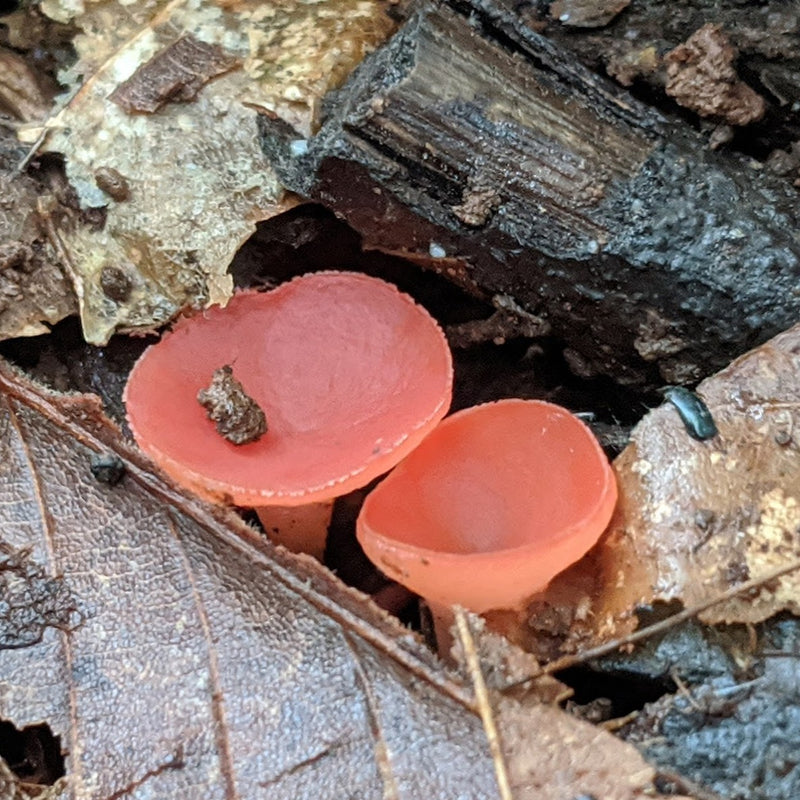 Scarlet elf cup mushroom, tiny red cups amidst leaves and wood on the forest floor.