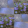 Collage of Tiny Bluet eyeshadow next to Tiny Bluet flowers.