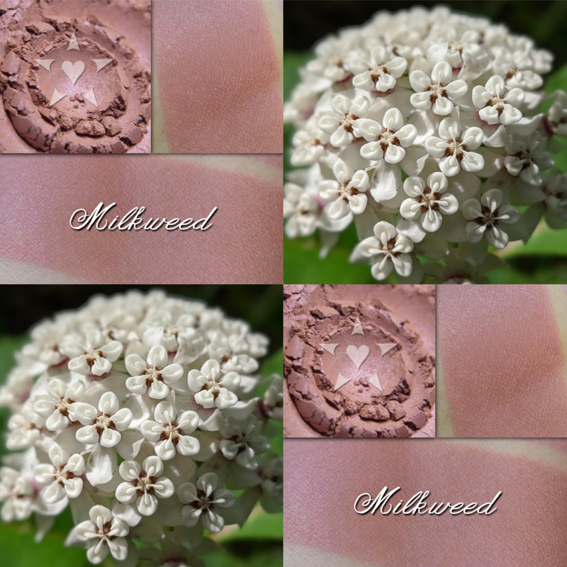 Collage showing Milkwood blush and milkweed flowers