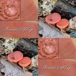 Collage showing Scarlet elf cup blush and photo of scarlet elf cup mushrooms.