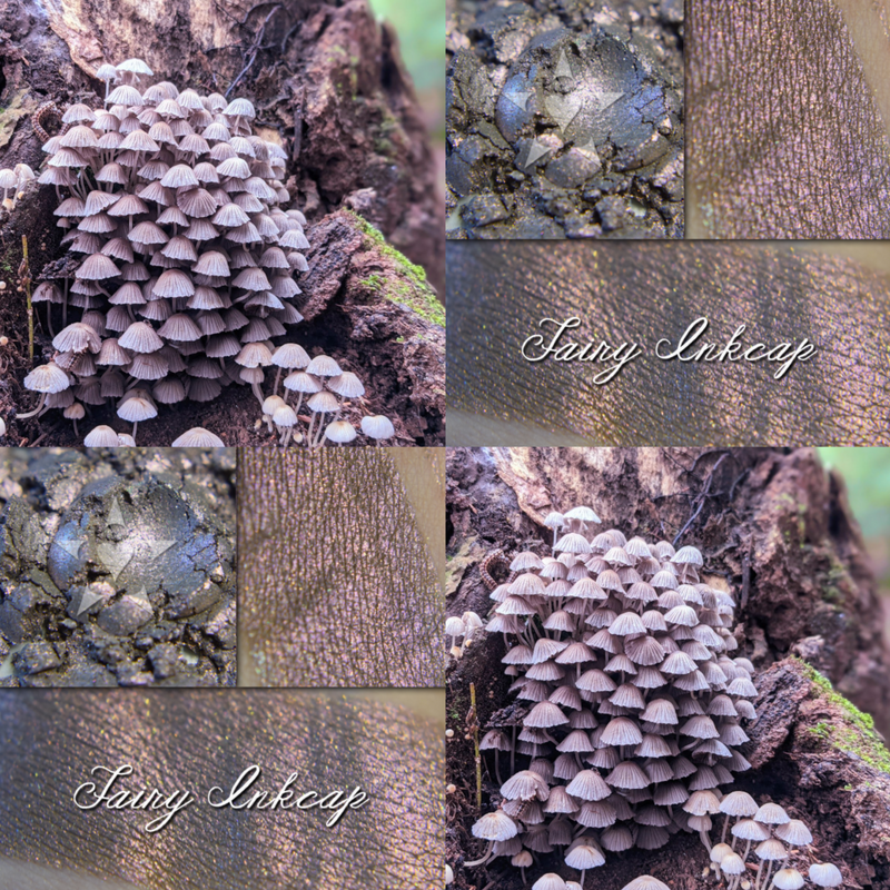 FAIRY INKCAP - EYESHADOW