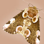 Thyatira moth on beige background.