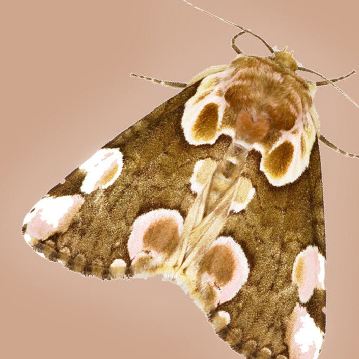 Thyatira moth on beige background.