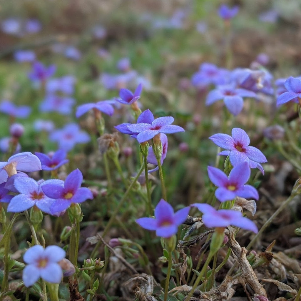 Tiny Bluet flowers amidst the grass.
