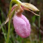 LADY SLIPPER - EYESHADOW