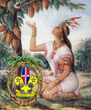 Colorful illustration of Anacaona in traditional clothing, kneeling and picking fruit from a tree.