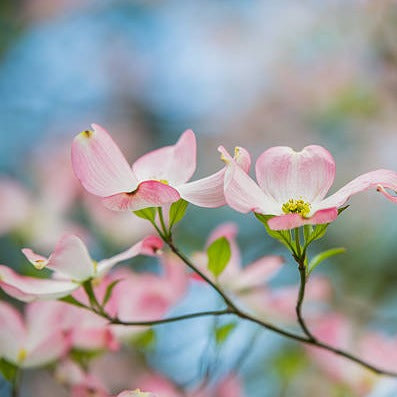 Delicate pink and white Dogwood blossoms against blue sky.