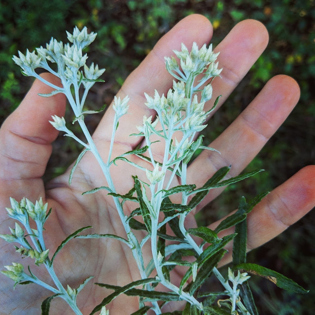 Rabbit tobacco plant, pale greyish green with small clumps of flowers.