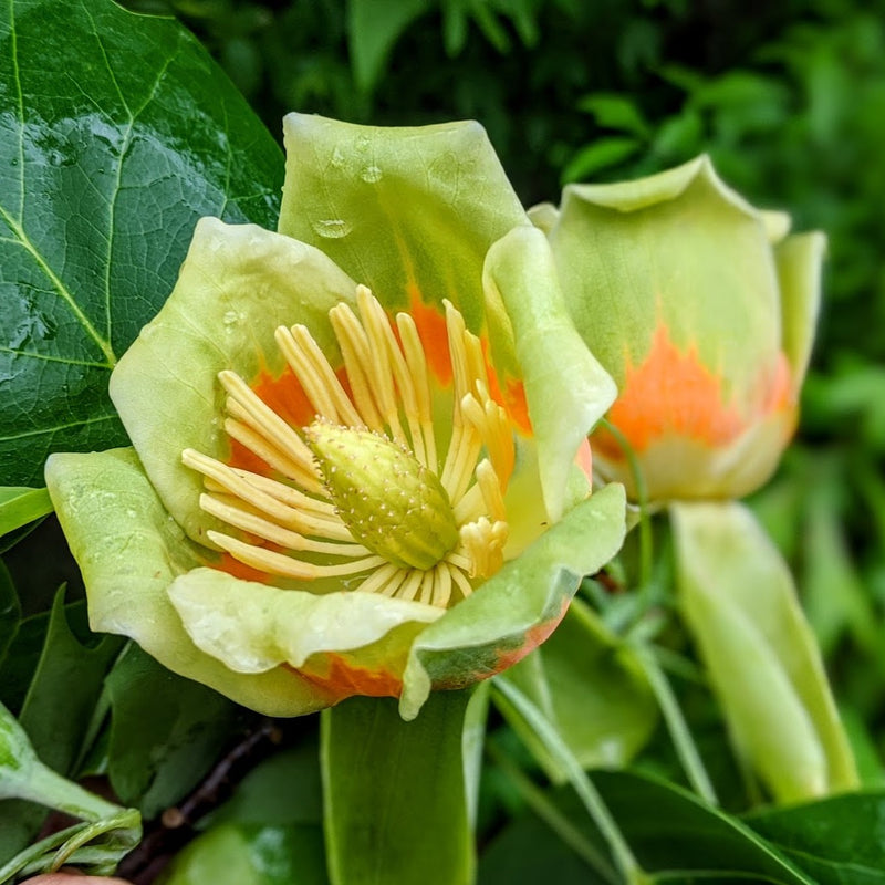 Colorful yellow, green and orange tulip poplar blossoms.