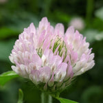 White Clover flower with pale pink tinge.